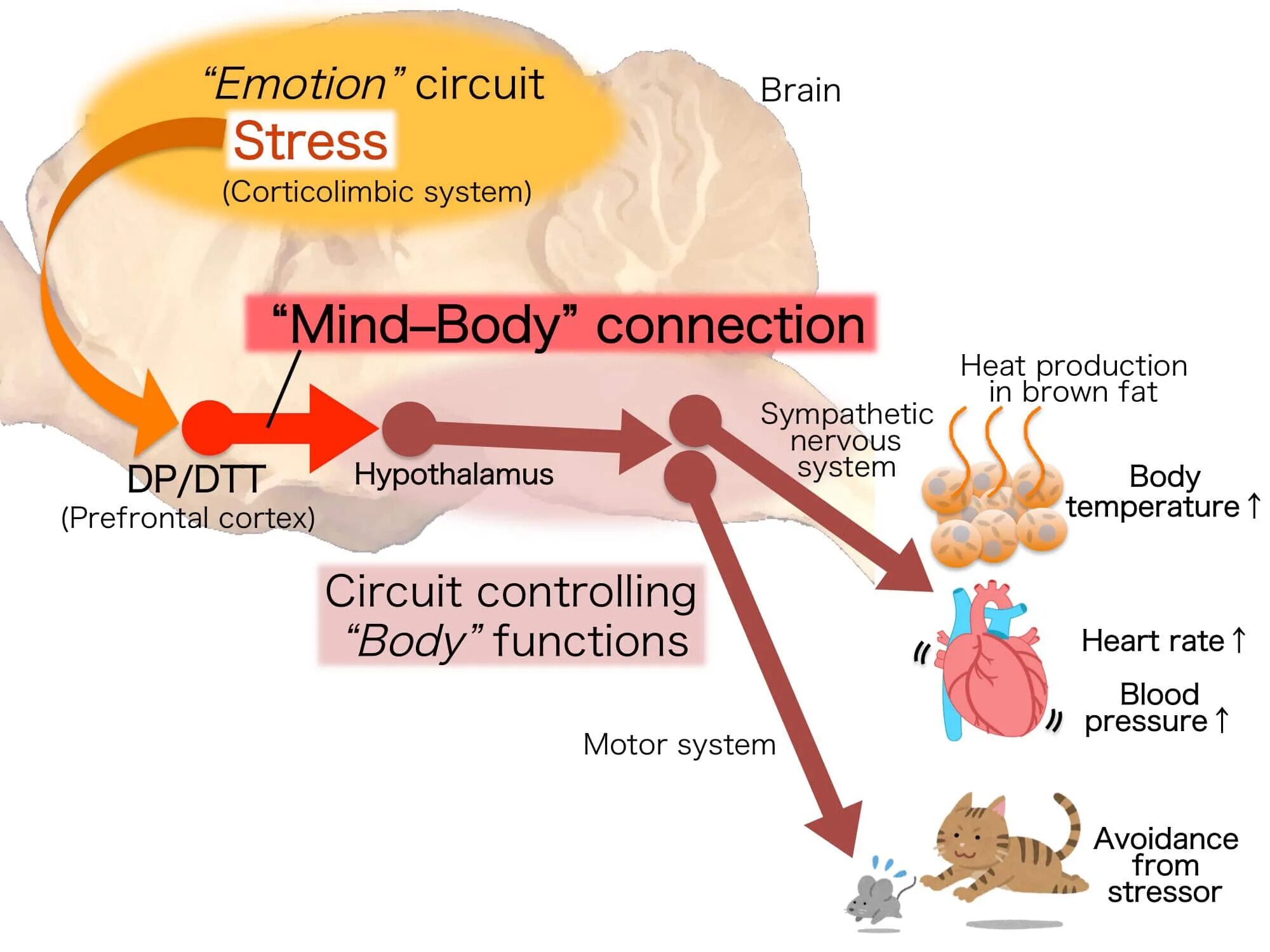 Emotional stress. Карбонильный стресс. Stressed emotion. Nervous System stress.