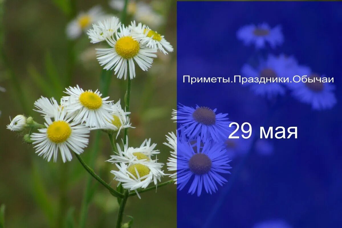 Приметы на май 2025. 29 мая приметы.