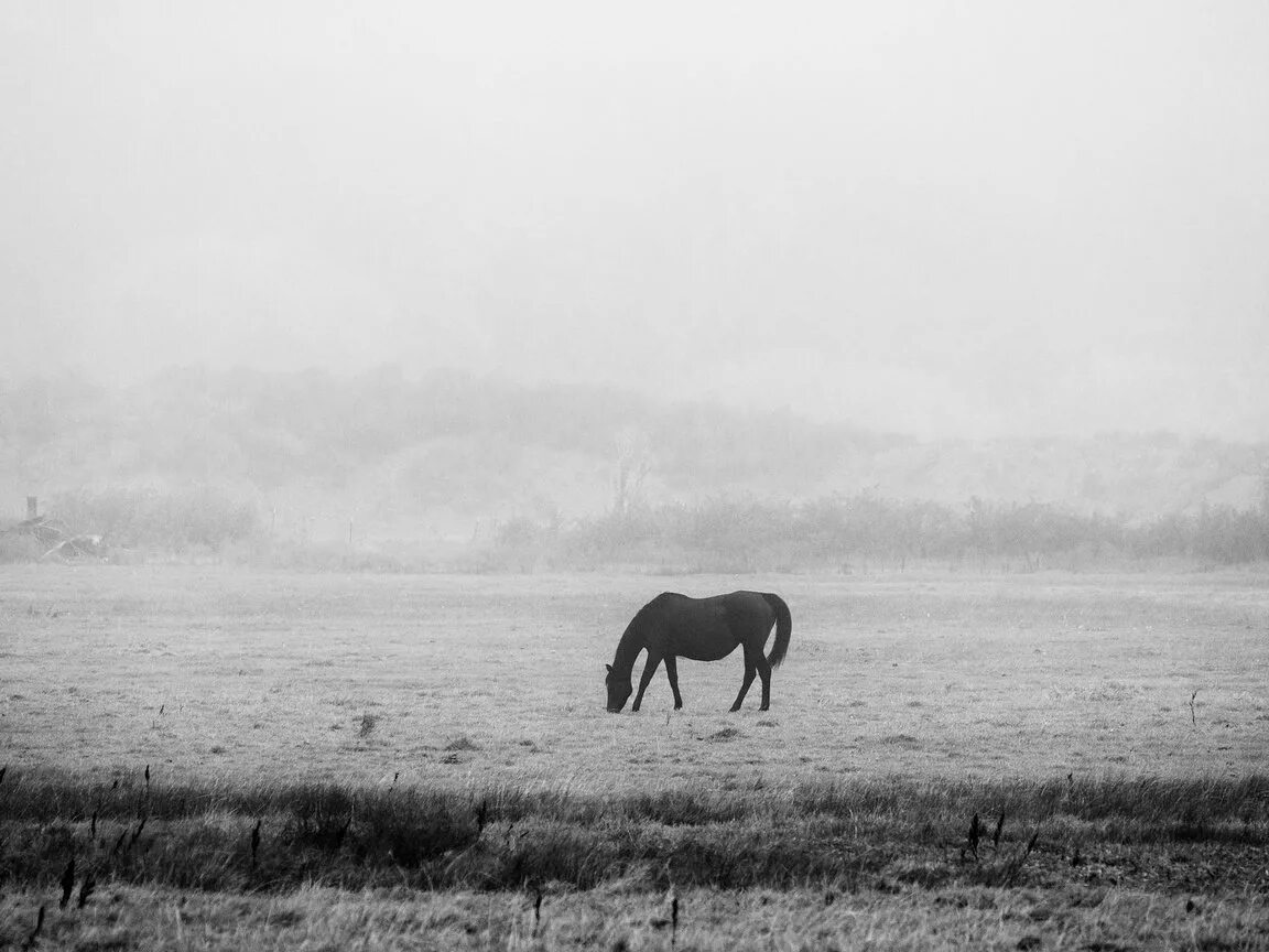 Рокочущий вдали. Степь черно белая. Лошадь в тумане. Поле черно белое. Лошадь черно белая.