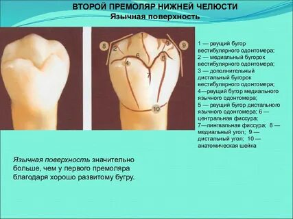2 бугорка