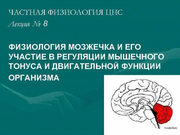 Лекции нормальной физиологии. Цнс лекция. физиология цнс лекции. физиология мозжечка. функции цнс физиология.