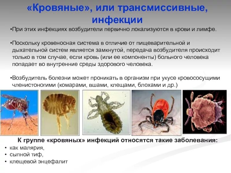 Переносчики вируса клещевого энцефалита. Трансмиссивный путь передачи болезни. переносчики трансмиссивных заболеваний. кровяные трансмиссивные инфекции. профилактика трансмиссивных инфекций.