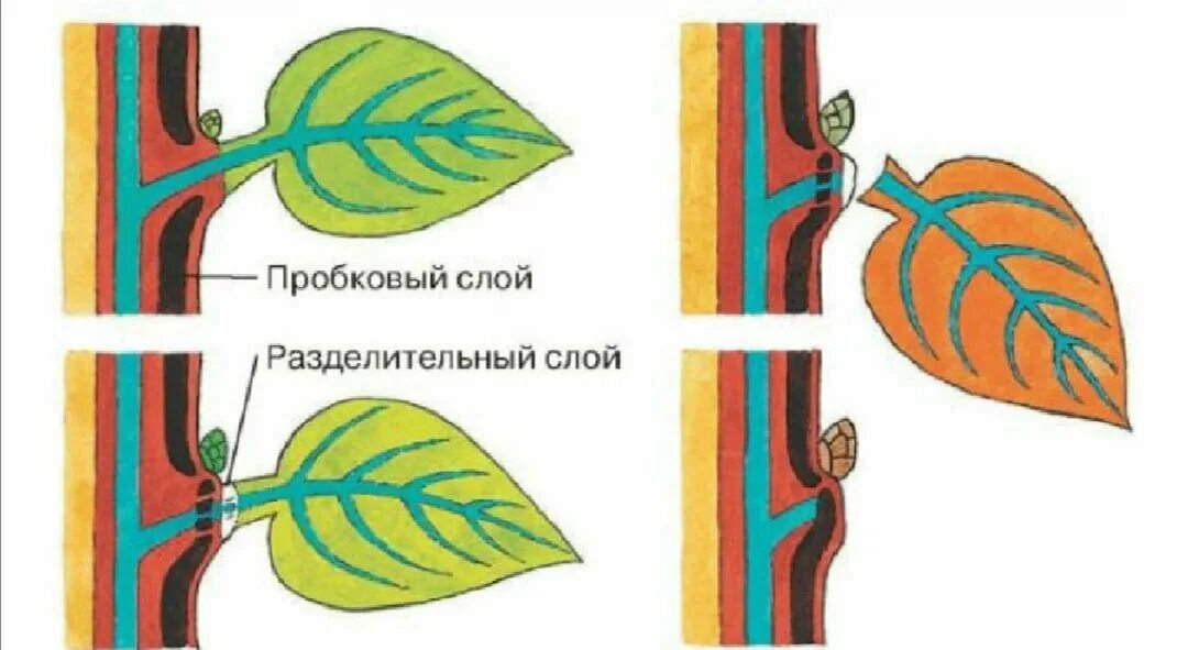 Схема листопада. Процесс опадания листьев. Схема процесса листопада. Листопад (биология).