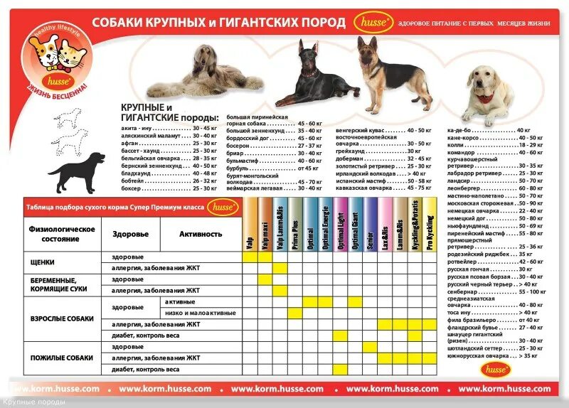 10 лет по собачьи это сколько - 23/48