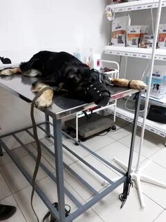 Ветеринар казань планета свет