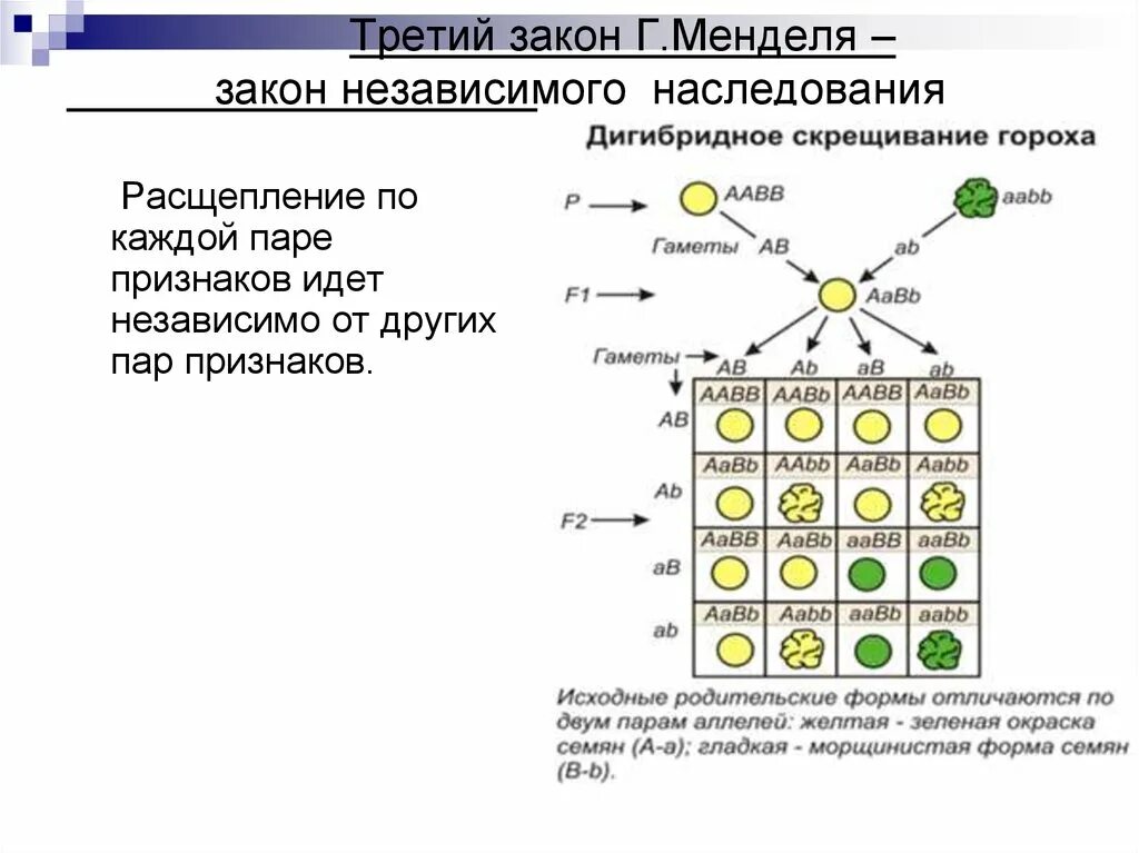 Независимое наследование признаков (III закон Менделя),. 3 Закон Менделя схема. 3 Й закон Менделя расщепление по генотипу. Генетика 1 2 3 законы Менделя.