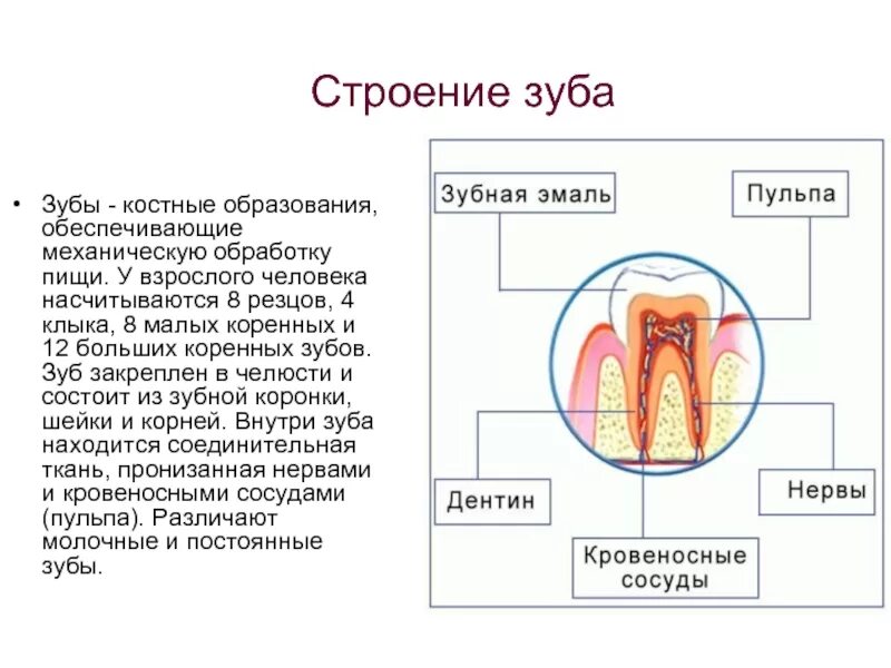 Функции зубной системы