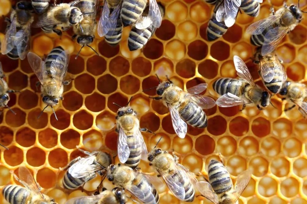 Медоносная пчела. Медоносная пчела APIS mellifera. Пчелы и мед. Пчелы в улье.