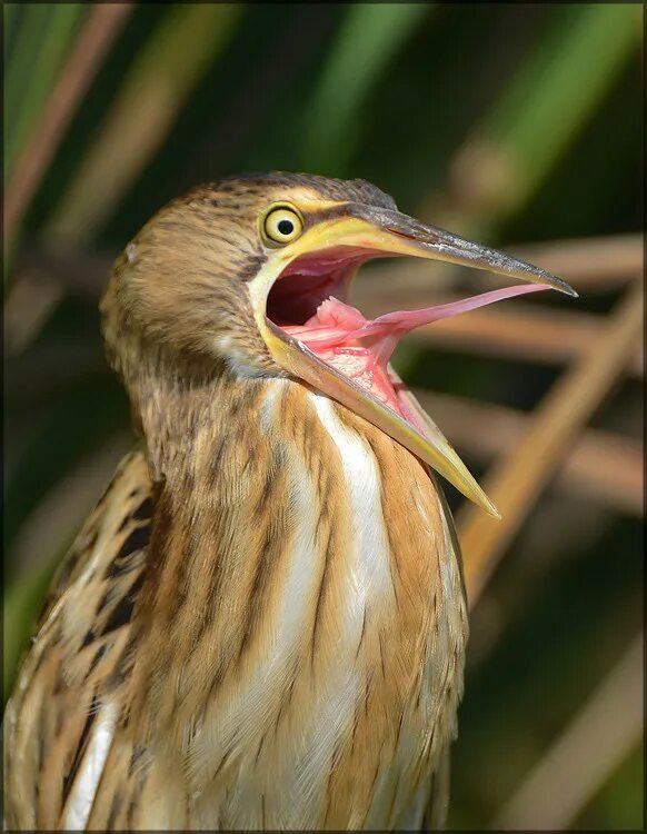 мрачные болота. кричит на болоте. ядовитые болота. выпь птица. кричит на болоте.