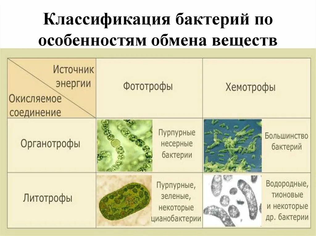 Примеры групп бактерий. Типы метаболизма бактерий. Типы обмена веществ у бактерий. Классификация бактерий по типу обмена веществ. Классификация бактерий 7 класс.