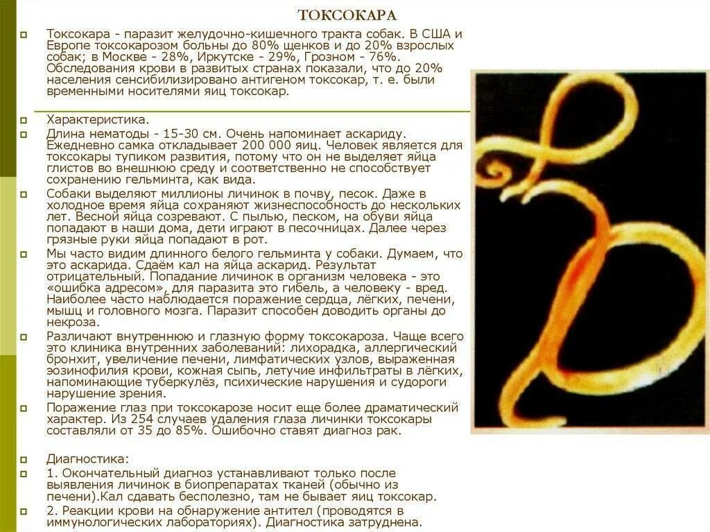 Гельминты аскариды токсокары. Токсокары геогельминт. Глистные инвазии дирофиляриоз.