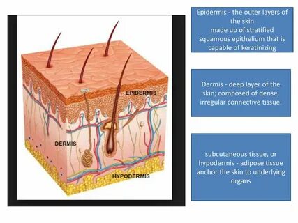 Skin layers