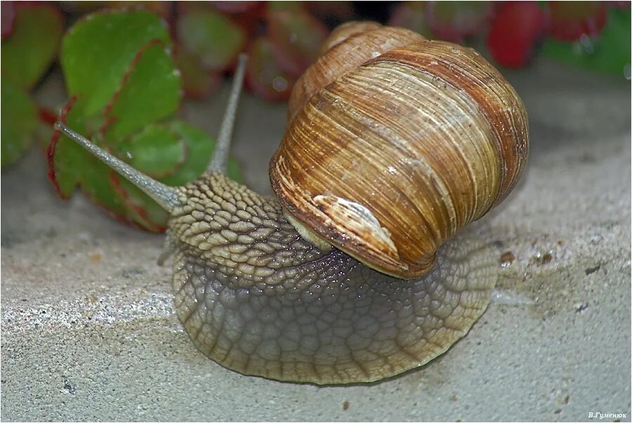 Улитка Хеликс. Моллюски Виноградная улитка. Улитка Helix pomatia. Хеликс Албенсис улитка. Район улитка