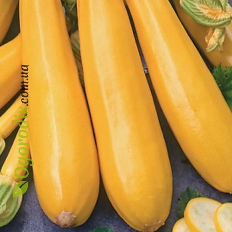 Кабачок-цуккини f1, цукеша. Сорт кабачок желтоплодный. Семена кабачок цуккини черный красавец 2г, шт. Цуккини цукеша. Кабачок сорт белоплодный.