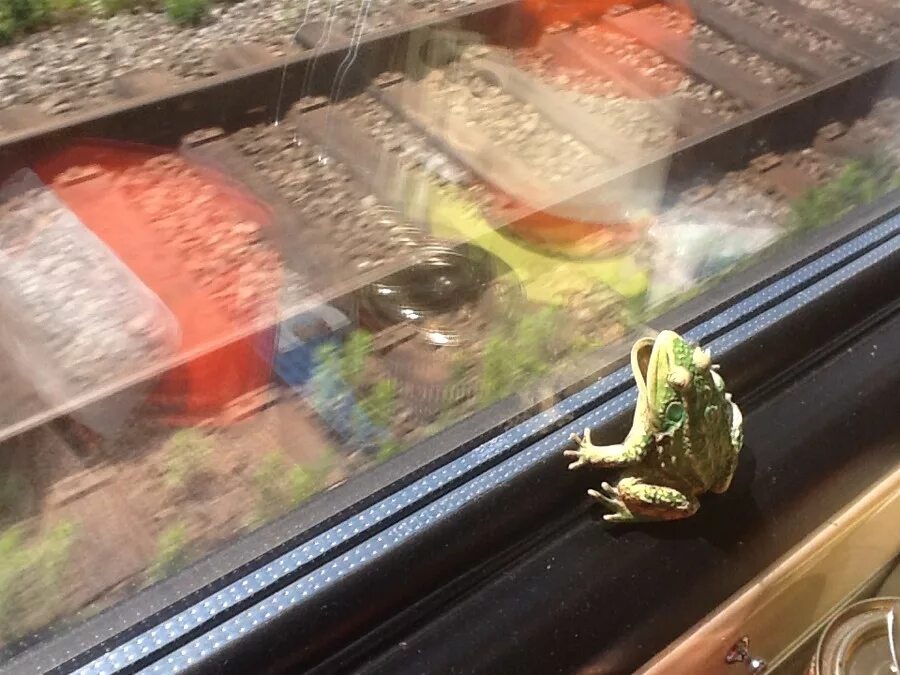 лягушка с чемоданом. лягушонок на мотоцикле. лягушка на велосипеде. жаба едет. жаба едет.