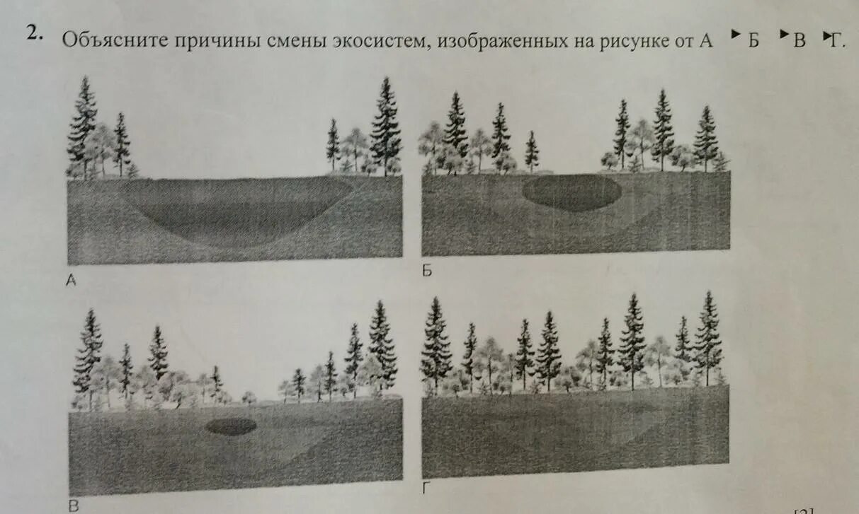 Рассмотрите рисунок 152 в и объясните почему. Заболачивание озера сукцессия. Смена экосистем рисунок. Причины смены экосистем. Изменение экосистемы картинки.