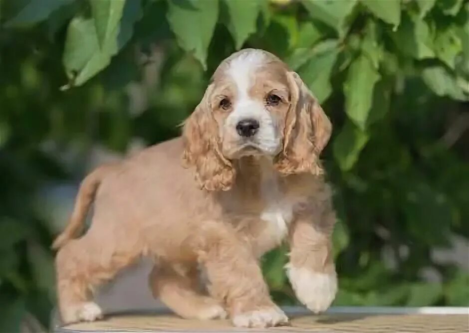 Кокер спаниель фото по месяцам English Cocker Spaniels Health, History, Appearance, Temperament & Maintenance