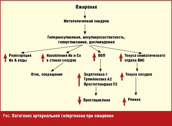 Гипертония при ожирении. Патогенез артериальной гипертензии при метаболическом синдроме. Патогенез ожирения при метаболическом синдроме. Патогенез синдромов при артериальной гипертензии. Патогенез артериальной гипертензии при ожирении.