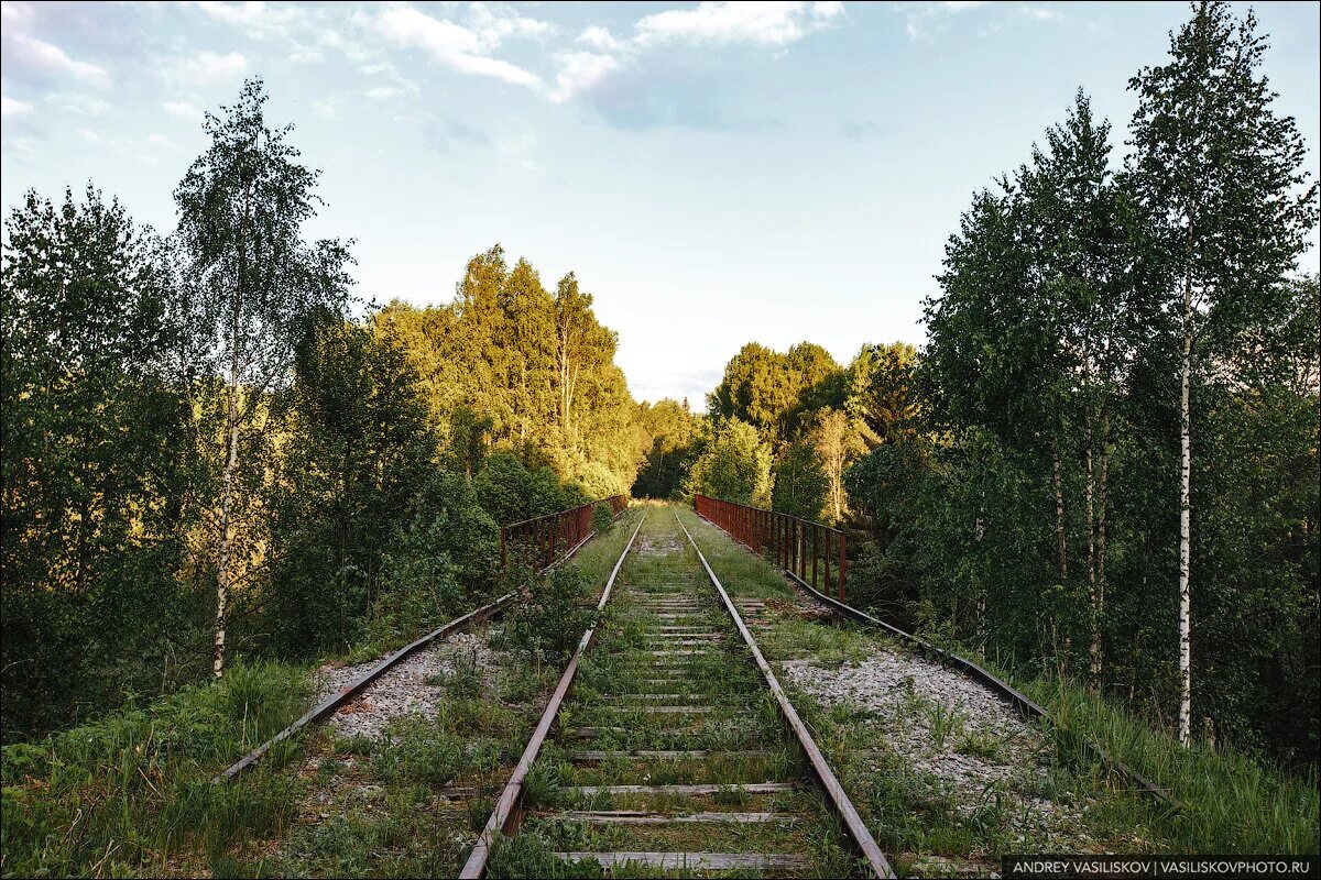 Ниже новгородская область. Заброшенный ЖД мост в Новгородской области. Заброшенный Железнодорожный мост в лесах Новгородской области. ЖД мост заброшенный Новгородская. Бужаниново заброшенная ЖД.