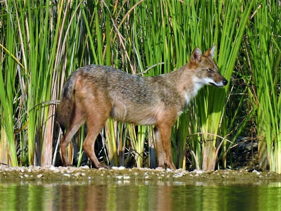 Койот луговой волк. Шакалы в новороссийске. Шакал в субтропиках. Волк на такыре шакал. Шакал обыкновенный или золотой шакал (canis aureus).