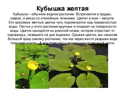 Как подключить кубышку