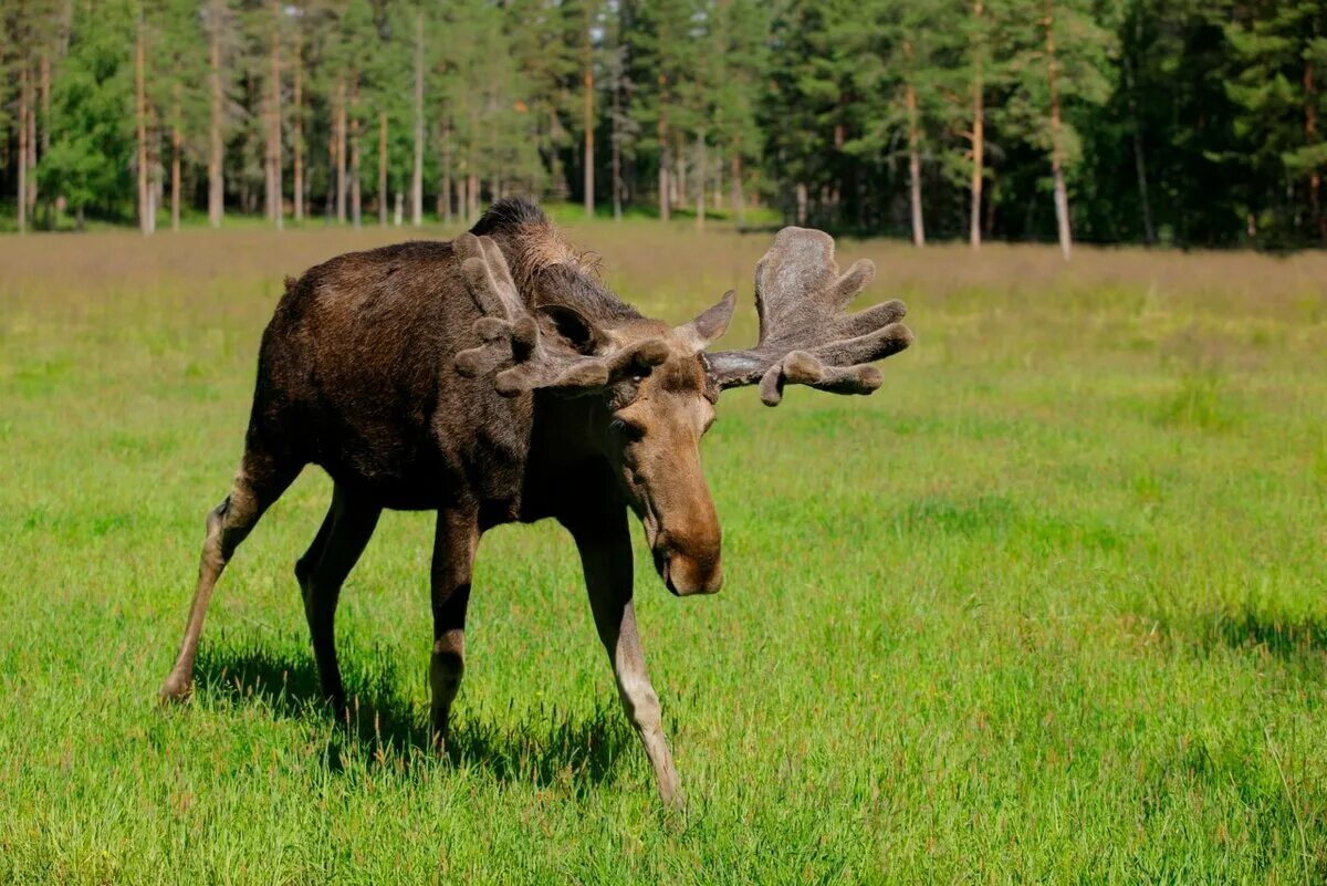 Четверо лосят предложение. Европейский Лось alces alces. Лось в Марий Эл. Лось Восточно Сибирский Сохатый. Сохатый Лось Сибирь Байкал.