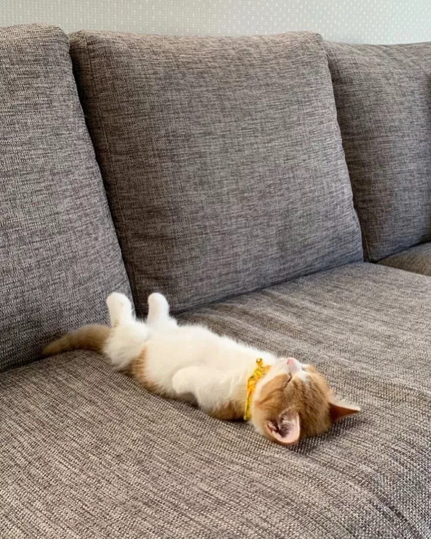 Как можно лежать на диване. Диван кошка. кот на диване. котик на диване. спящие котята.