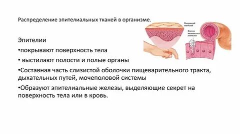 Какая ткань развита у марсилии
