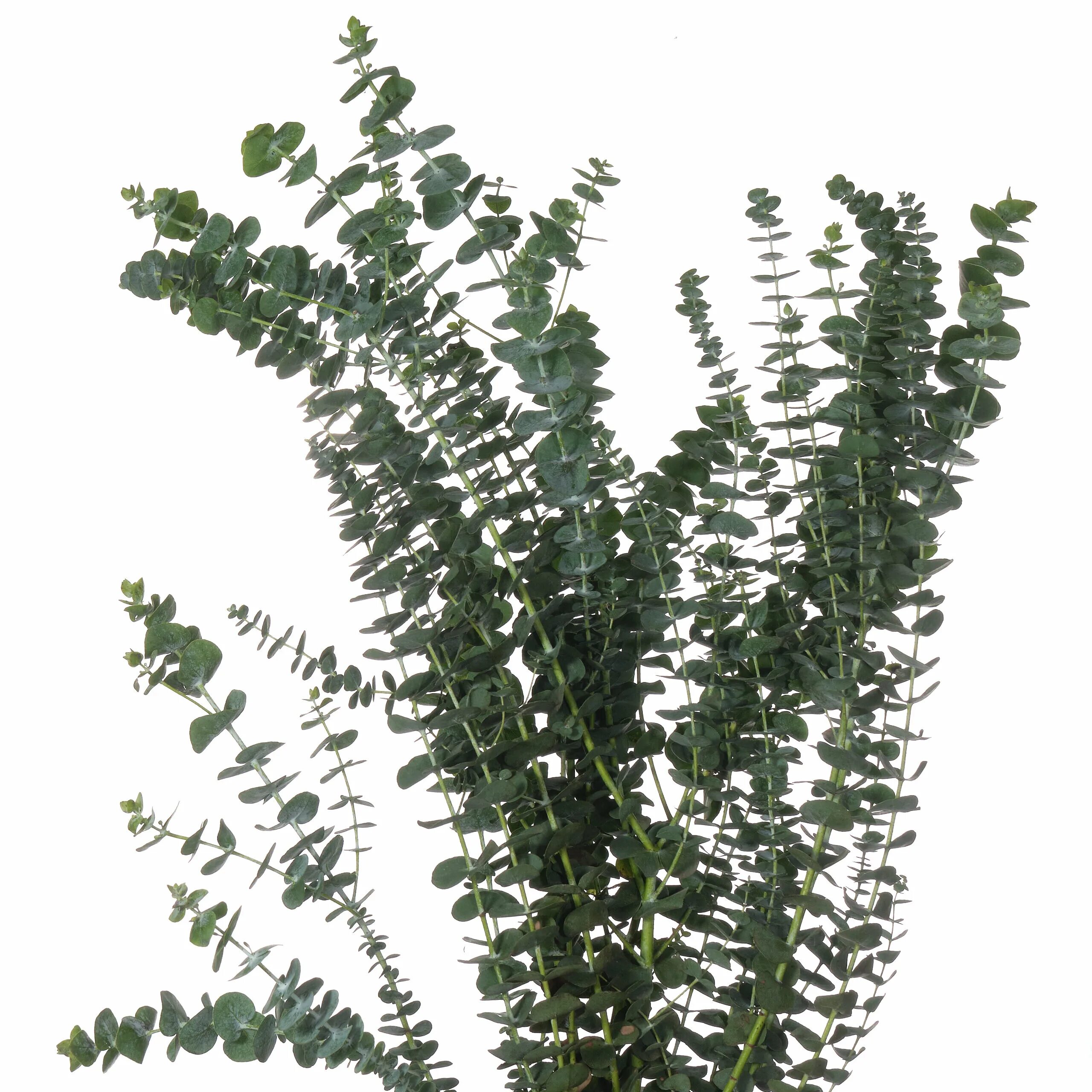 эвкалипт бэби. эвкалипт бэби блю. эвкалипт бэби блю. эвкалипт бэби. листья эвкалипт цинерия.