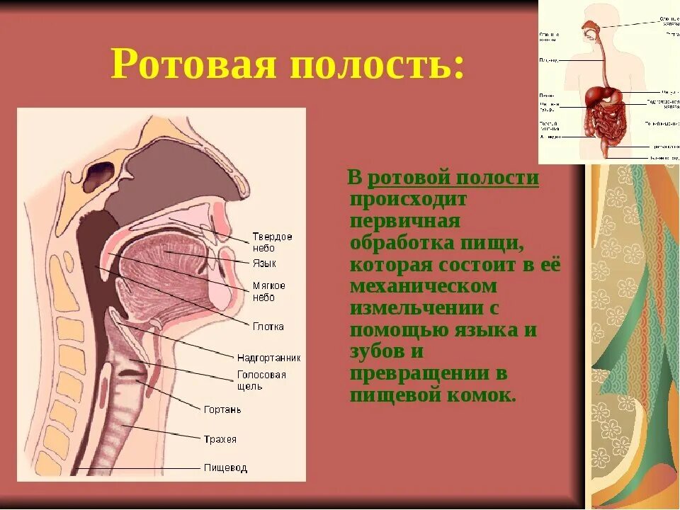 Ротовая полость относится. Органы ротовой полости человека. Схема ротовой полости человека.