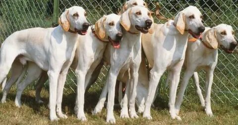 Bills dog
