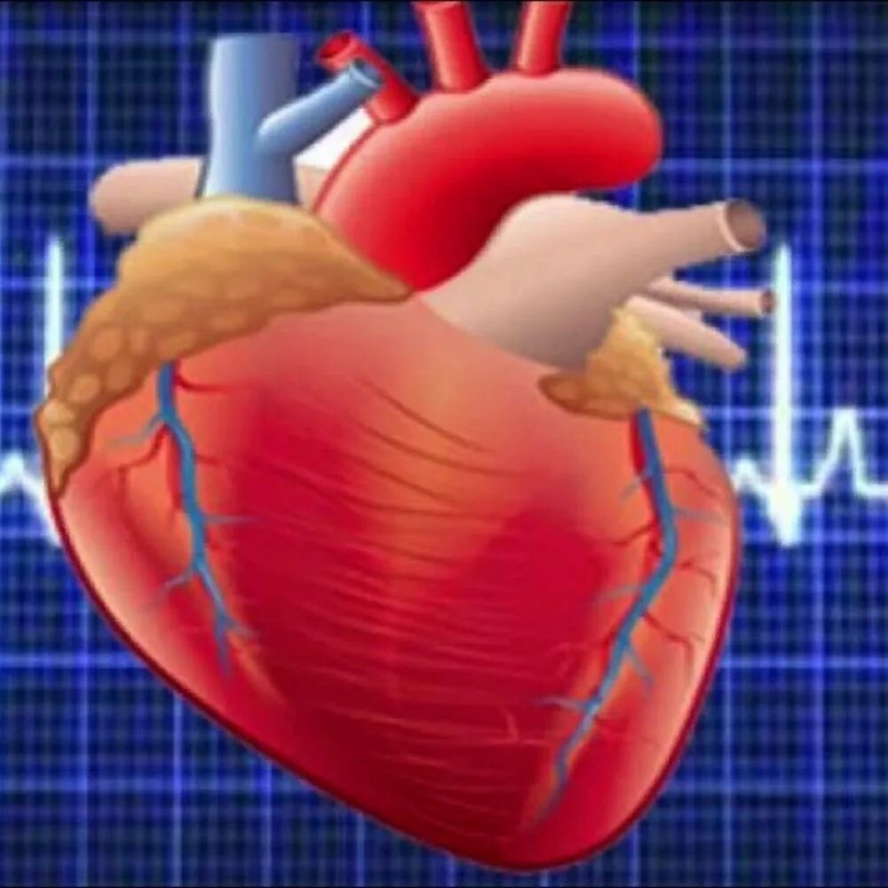 Усилилось сердцебиение. Тахикардия. Сердце кардиология. Тахикардия сердца. Учащенный ритм сердца.