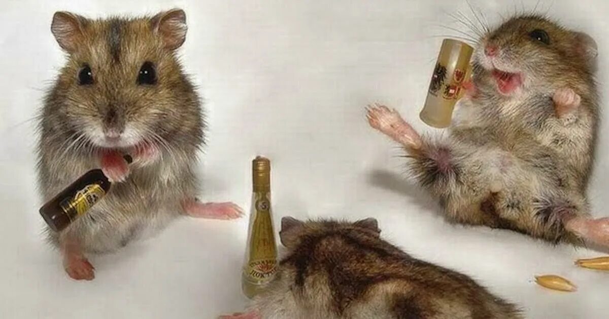 Пьющие крысы. Крыса с пивом. Пьяная мышь. Крыски пьют пиво. Мышонок с бутылкой.