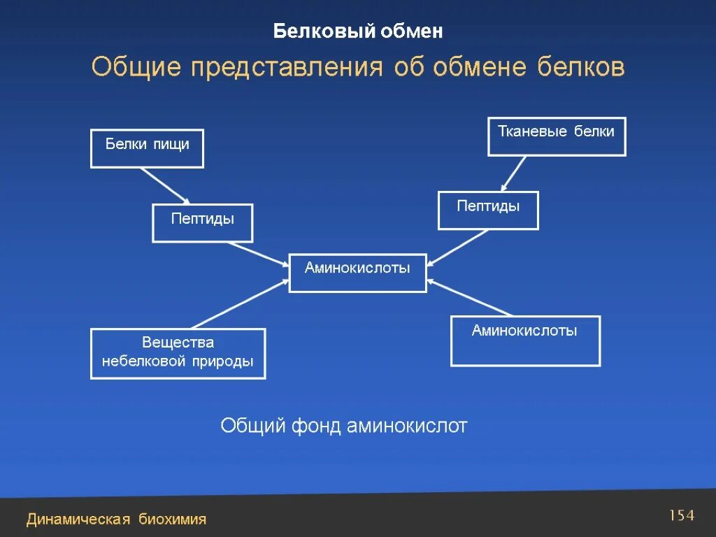 Как происходит обмен белков кратко. Обмен белков. схема обмена белков в организме. вещество небелковой природы. обмен белков 8 класс биология.