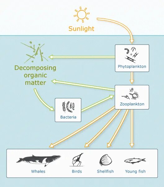 Фитопланктон пищевая цепь. Пищевая цепочка зоопланктон. Пищевая цепь зоопланктона. Фитопланктон цепь пита.