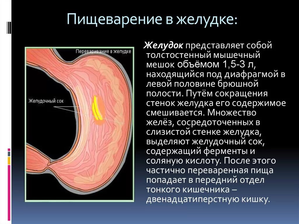 Пищеварительная система желудок. Процесс пищеварения в желудке. Пищеварение в желудке кратко. Процесс пищеварения в желудке и кишечнике.