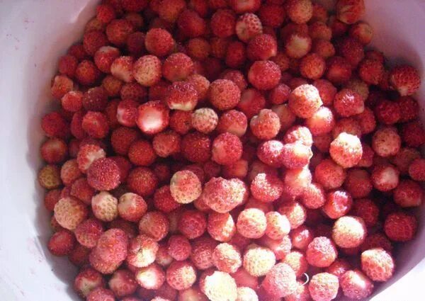 Жир жилэге перевод на русский. Жир жилэге. Жир жилэге перевод на русский. Кура жилэге. Клубника круглая.