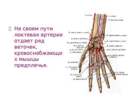 Лучевая и локтевая артерия