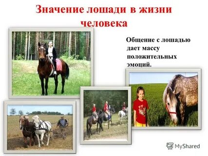 Роль лошадей в жизни