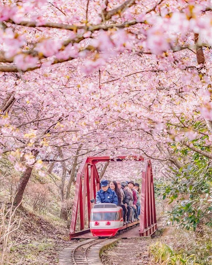 Japanese blossom. Япония Сакура. Цветение Сакуры в Японии сады. В Японии расцвела Сакура. Цветение Сакуры на Окинаве.