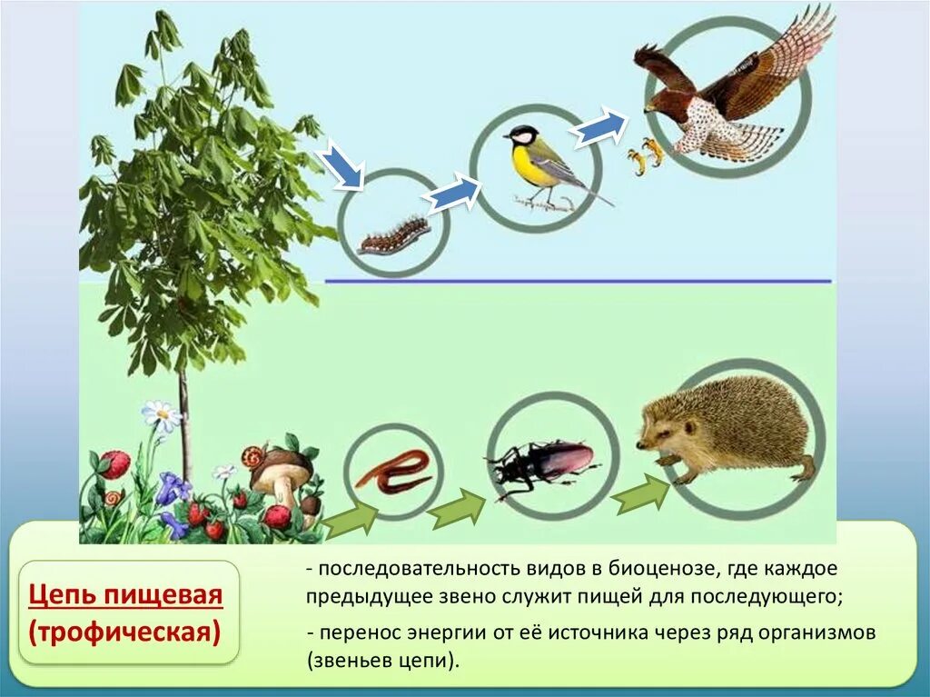 Составить пищевую цепь из 4 звеньев. Цепи питания биоценоза. Цепь питания трофическая цепь. Трофические связи сети питания. Пищевая цепь питания в биоценозе.