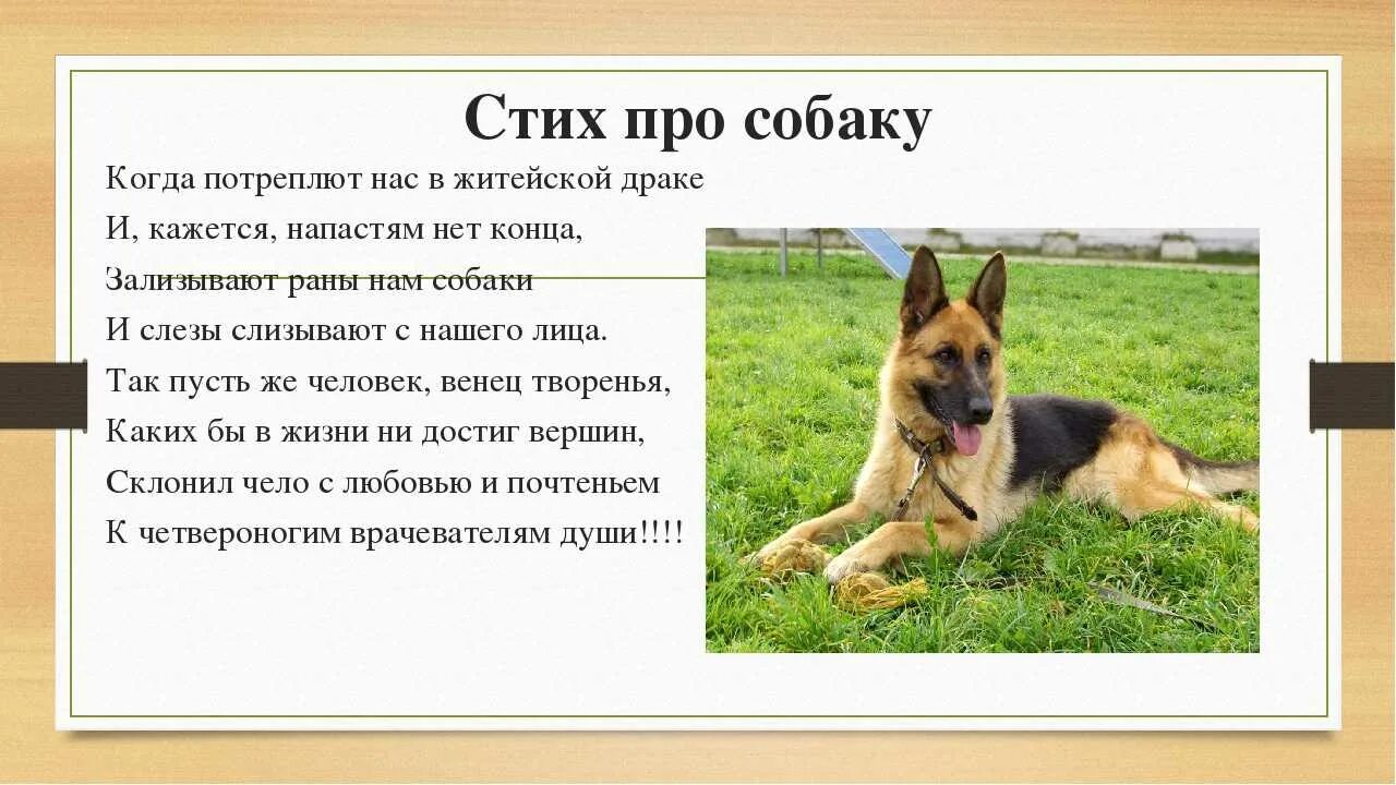Служебные животные 2 класс