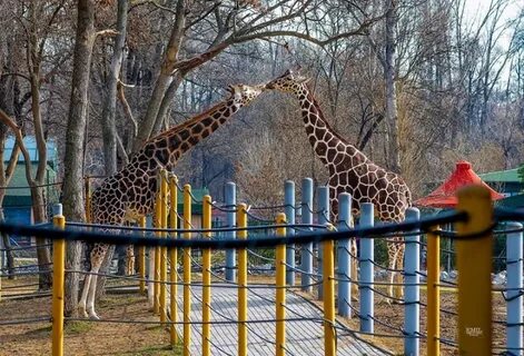 Зоопарки в реальном времени