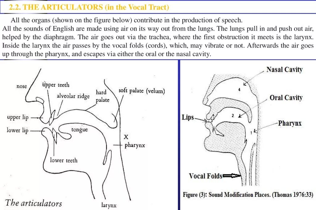 Sound of speech. Articulatory aspect of the english speech sounds. organs of articulation. articulatory phonetics. organs of speech. organs of speech in phonetics.