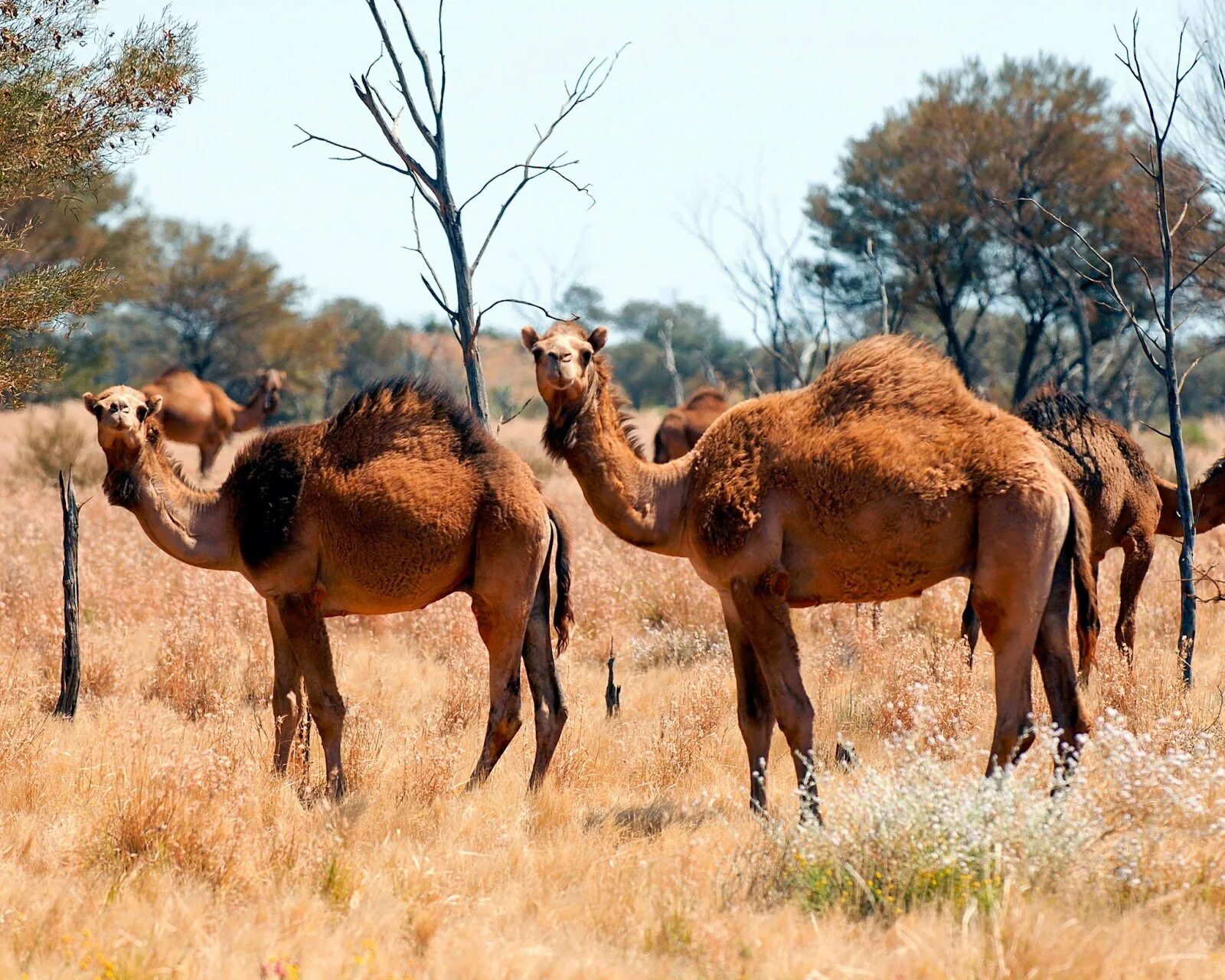 Верблюды попугай. Губы верблюда. Красивый верблюд. Дикий двугорбый верблюд хаптагай. Верблюд обои.