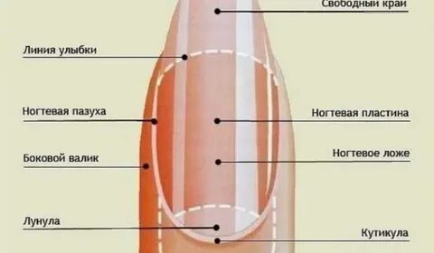 Функции ногтей человека
