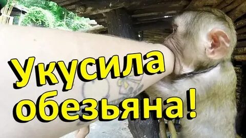 Укусила обезьяна