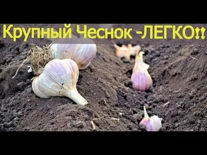 Правила посадки чеснока осенью