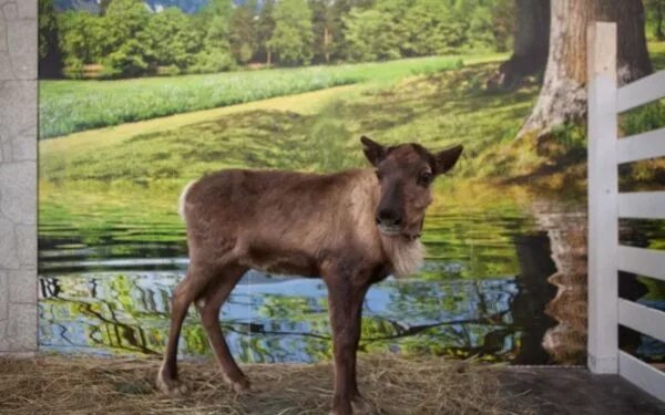 Зоопарк на ВДНХ. Корова веснушка на ВДНХ. Контактный зоопарк жили у бабуси Москва. Контактный зоопарк вднх