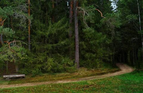 Сосновый бор псковская